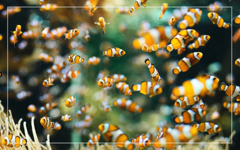 Breeding Clownfish in Captivity Becomes a Rewarding Hobby