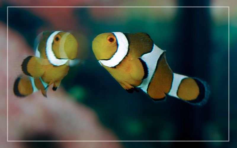 Clownfish Health & Disease Prevention for Thriving Aquarium Life
