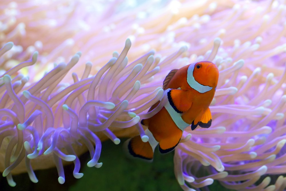 Clownfish Tank Mates & Compatibility for a Peaceful Reef Tank